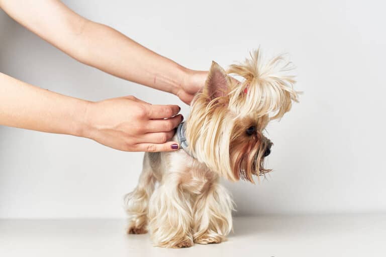 Jak Prawidłowo Obcinać Włosy U Yorkshire Terriera: Poradnik Dla Właścicieli