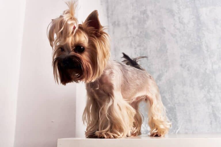 Zdrowie Yorkshire Terriera: Najczęstsze Choroby I Jak Im Zapobiegać