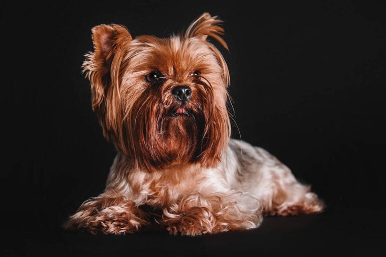 Yorkshire Terrier Miniaturka: Urokliwy Pies