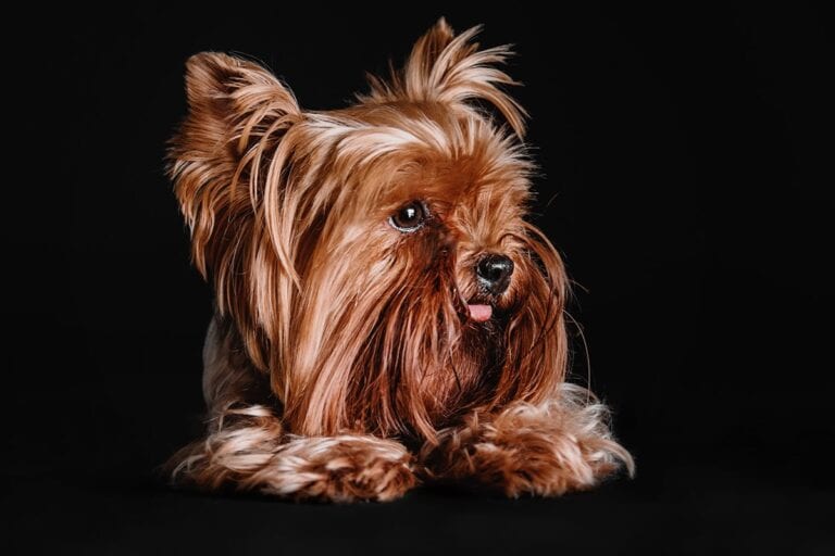 Yorkshire Terrier: Wyjątkowy Pies Rasowy