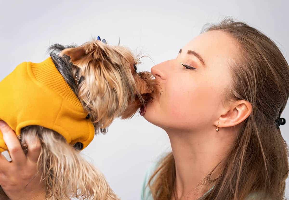 Znajdź Swojego Idealnego Yorkshire Terriere: Najpopularniejsze Rodzaje Tej Uroczej Rasy
