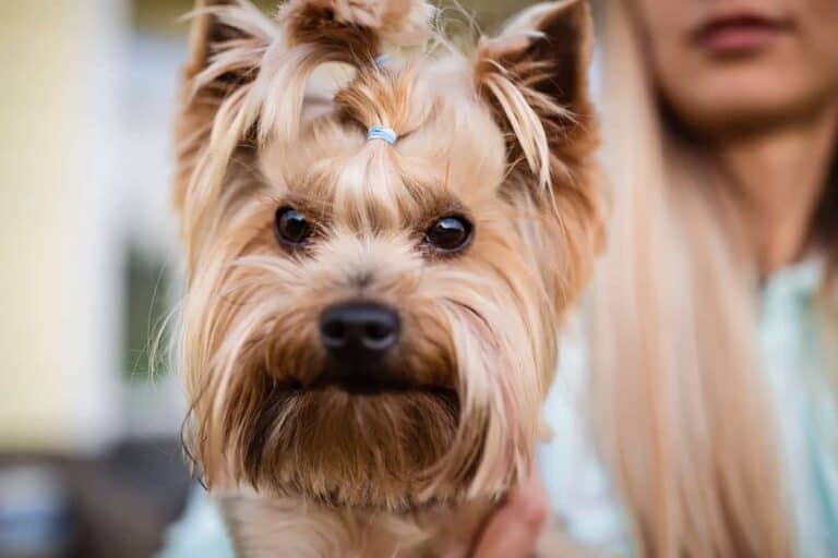 Srebrny Yorkshire Terrier: Cechy Rasy, Opieka I Wychowywanie