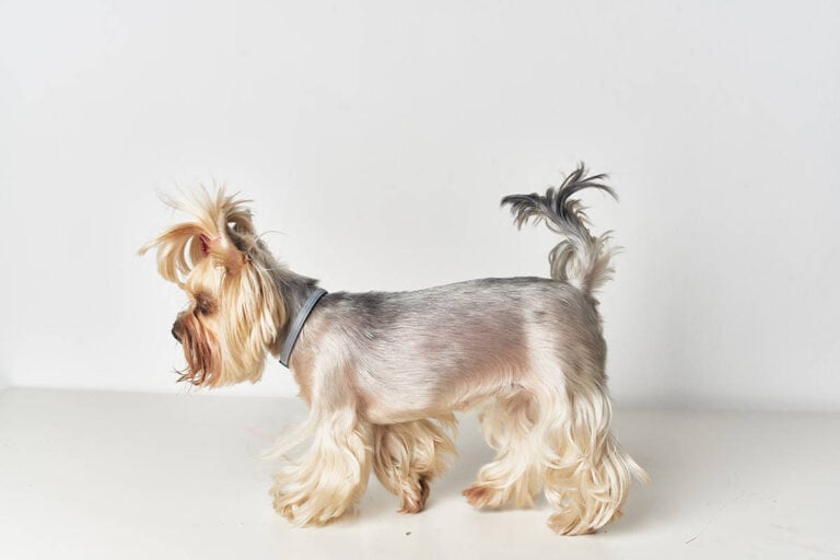 Yorkshire Terrier - Małe Ale Mądre Psy Skuteczne W Zwalczaniu Szczurów