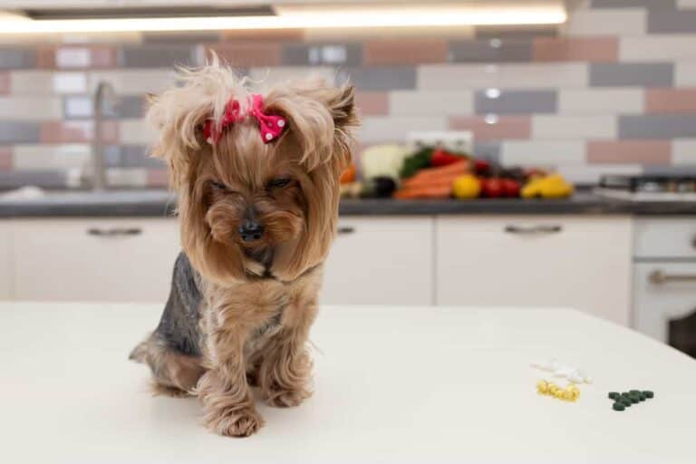 Yorkshire Terrier: Urok Umaszczenia Czarno-Podpalanego