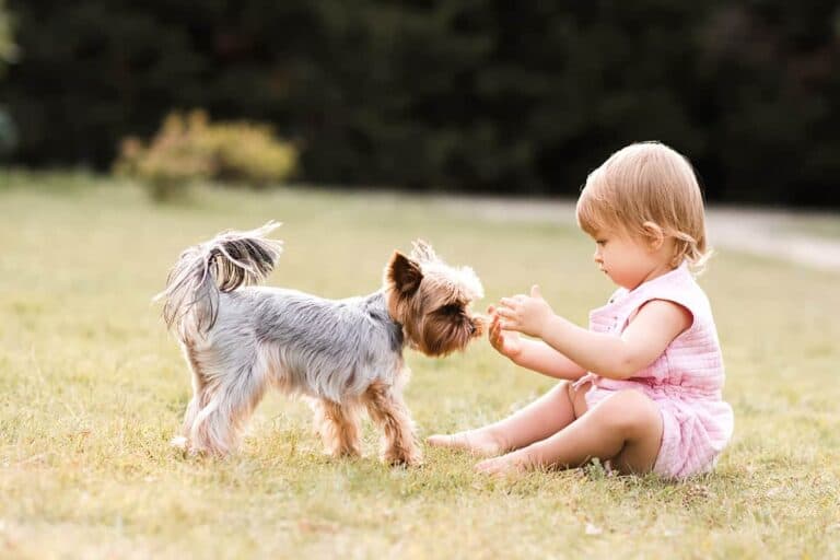 Yorkshire Terrier: Wady I Zalety Tej Uroczej Rasy Psów