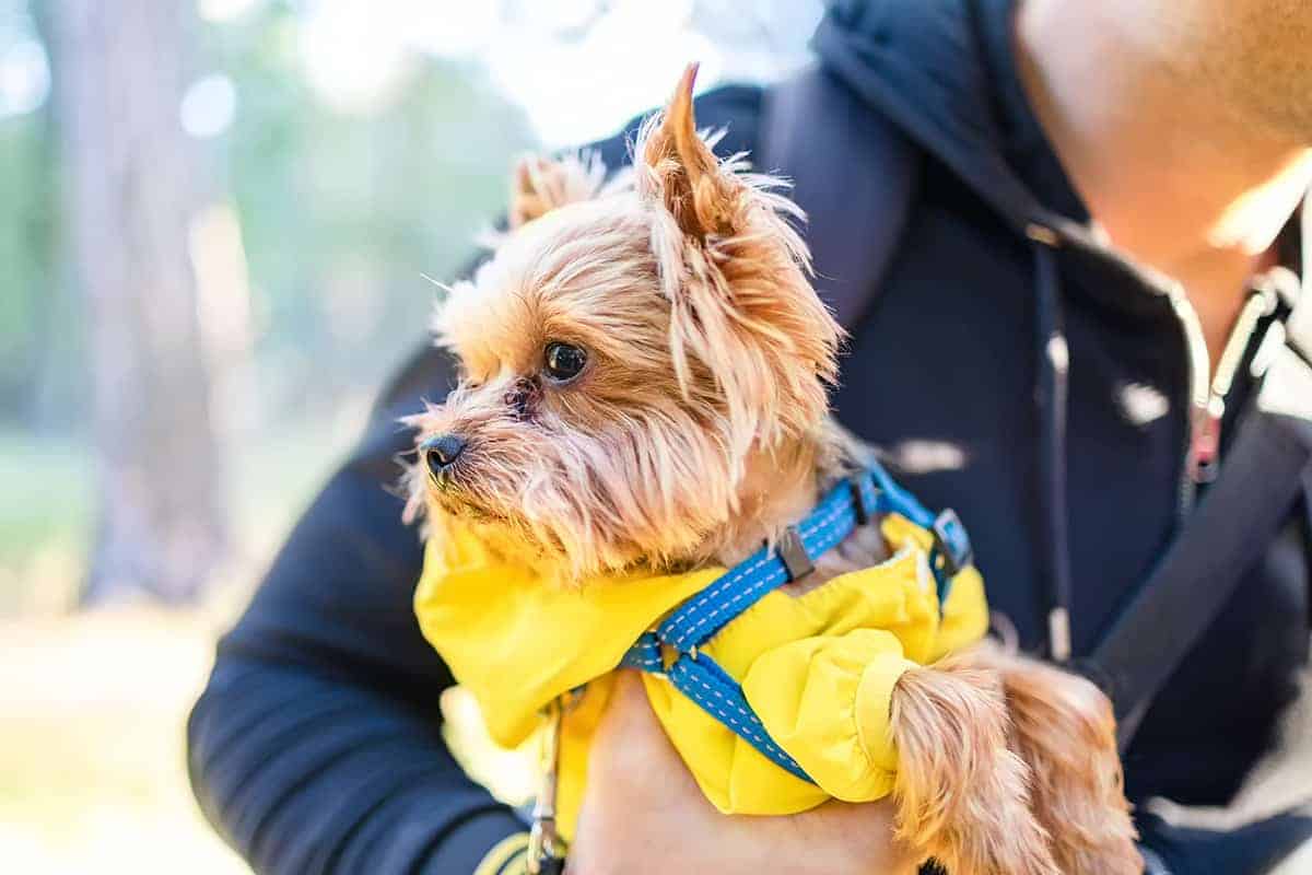 Yorkshire Terrier: Wady I Wyzwania