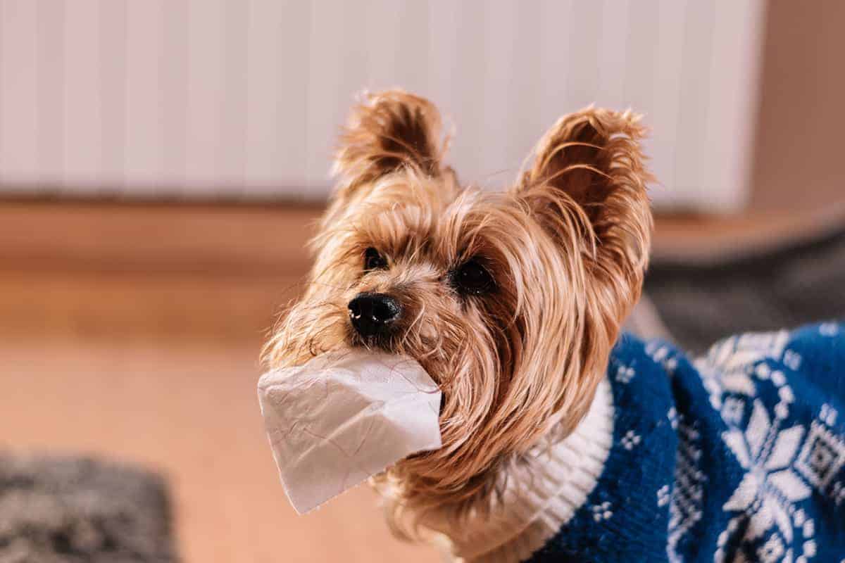 Yorkshire Terrier: Waga, Wielkość I Specyfika Rasy