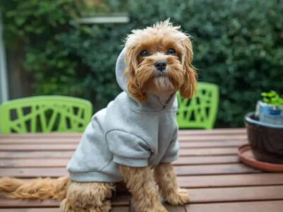 Yorkshire Terriery: wielkość nie ma znaczenia