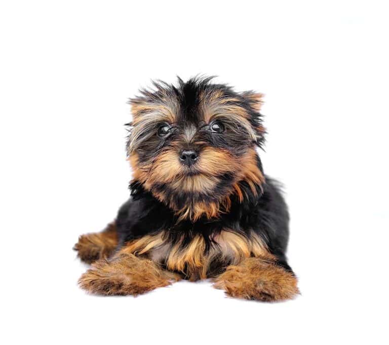 Jaką Wagę Powinien Mieć Yorkshire Terrier: Wskazówki Dotyczące Idealnej Masy Ciała