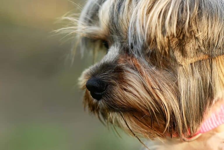Yorkshire Terrier: The Perfect Hairdo For Your Yorkie