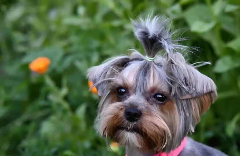 Yorkshire Terrier: Czym Są Zwisające Uszy I Dlaczego Są Popularne