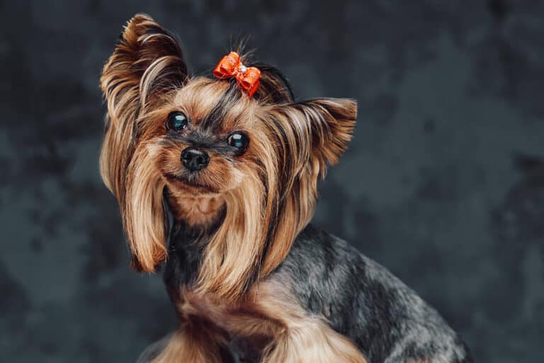 Jak Radzić Sobie Z Agresywnym Yorkiem: Praktyczne Porady Dla Właścicieli