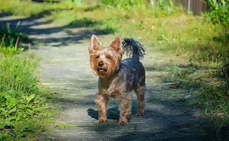 Zdrowa Dieta Dla Dorosłego Yorka: Co Powinien Jeść, By Zachować Kondycję?