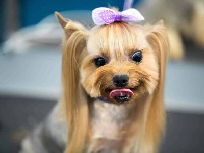 Yorkshire Terrier: Wszystko, co powinieneś wiedzieć o tej uroczej rasie psów