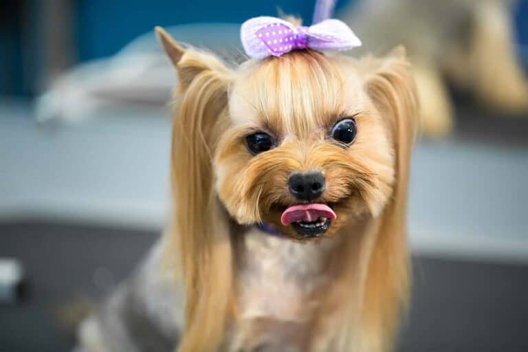 Yorkshire Terrier: Wszystko, Co Powinieneś Wiedzieć O Tej Uroczej Rasie Psów