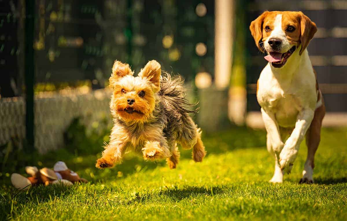 Jak Właściwie Żywić Szczeniaka Rasy Yorkshire Terrier: Porady I Wskazówki