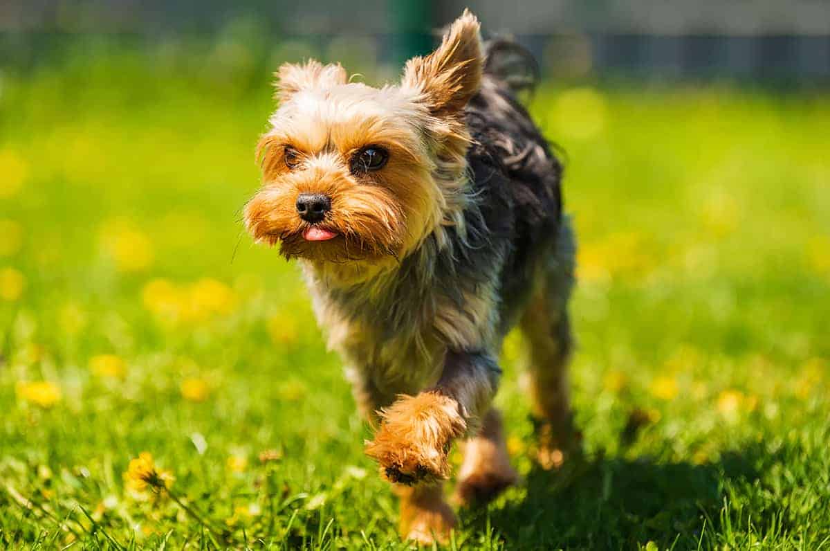 Yorkshire Terrier: Wrażliwe Zdrowie Małych Piesków