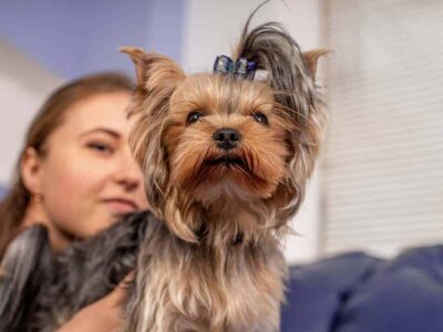 Co York może jeść? – Praktyczny przewodnik po diecie dla psa rasowego York