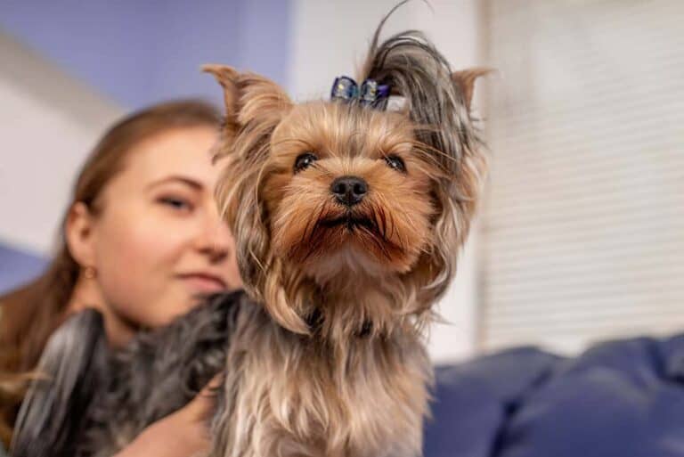 Co York Może Jeść? – Praktyczny Przewodnik Po Diecie Dla Psa Rasowego York