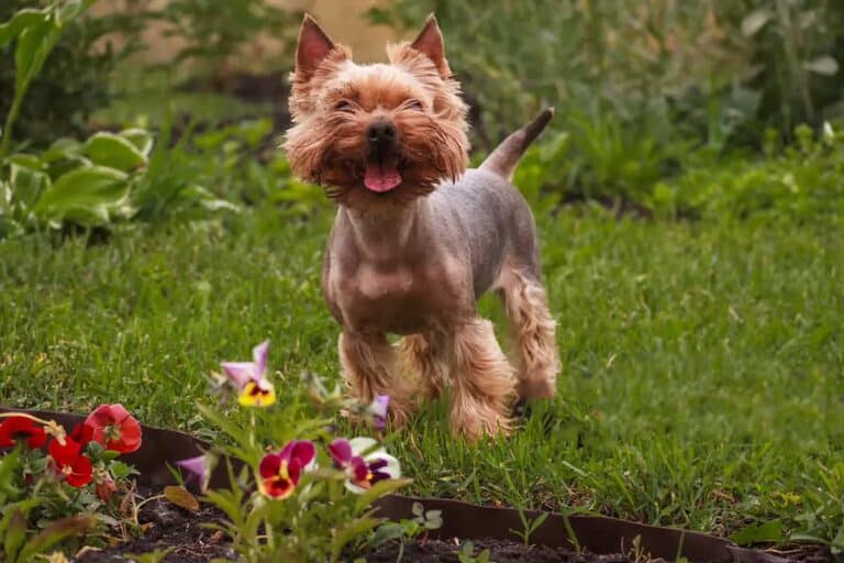 Co Yorki Mogą Jeść: Porady Dotyczące Zdrowej Diety Dla Małych Psów