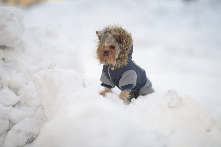 Dlaczego Mój York Nie Chce Jeść? Przyczyny I Możliwe Rozwiązania