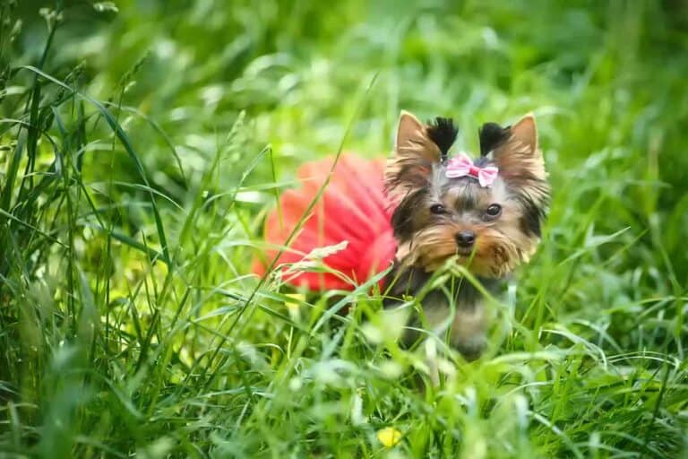 Jak Długo Żyje Yorkshire Terrier: Wszystko, Co Musisz Wiedzieć O Długości Życia Tej Rasy