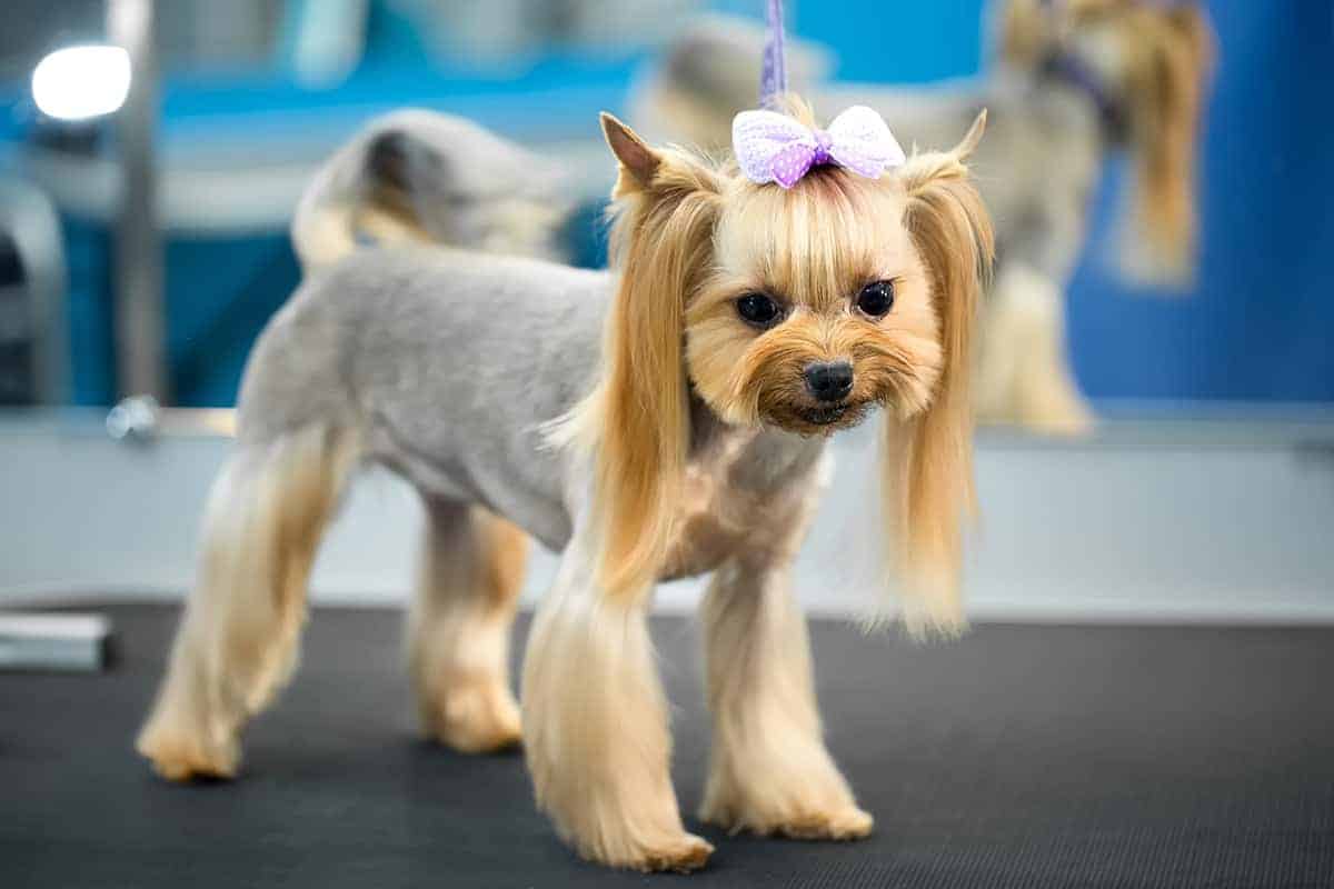 Yorkshire Terrier: Średnia Długość Życia I Jak Zapewnić Im Długotrwałe Zdrowie