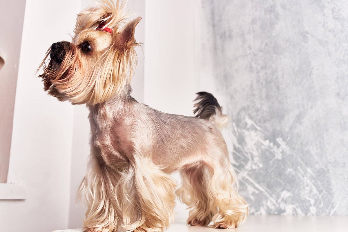 Przyczyny Agresji U Yorków: Jak Radzić Sobie Z Problemem Zachowania U Tej Rasy Psów