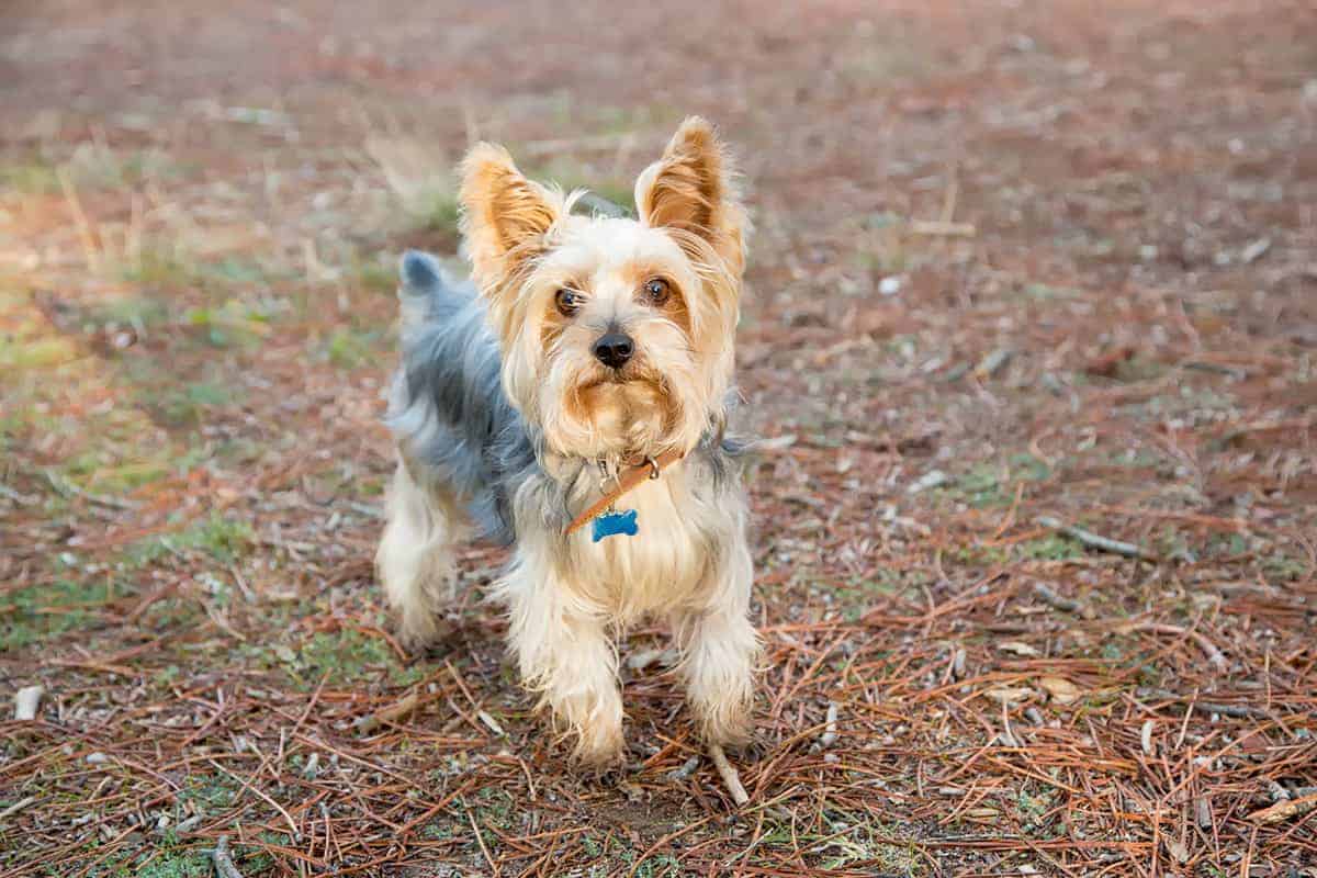 Jak Długo Żyje Yorkshire Terrier - Przewodnik Po Długości Życia Tej Rasy
