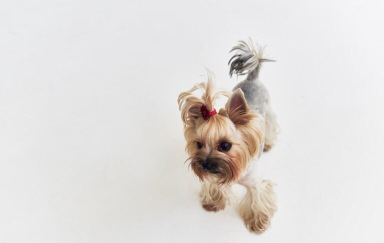 5 Kluczowych Kroków Do Skutecznego Wychowywania Yorka