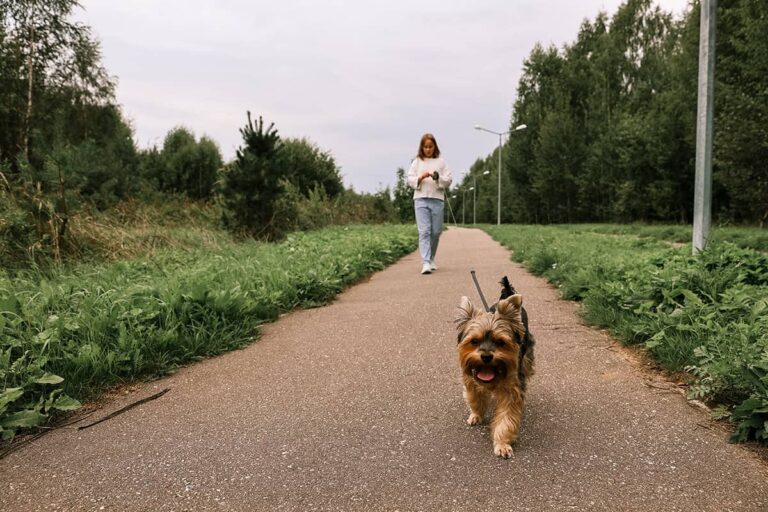 Bezproblemowe Rasy Psów