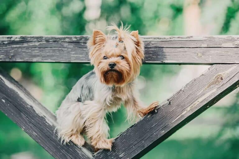Yorkshire Terrier: Jak Wychować Tę Uroczą Rasę Psa