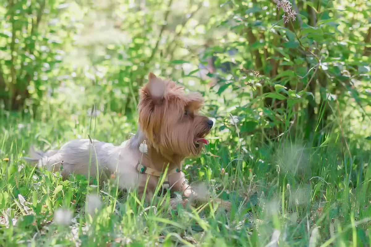 Wszystko, Co Musisz Wiedzieć O Yorkshire Terrier Merle: Cechy, Pielęgnacja I Dieta